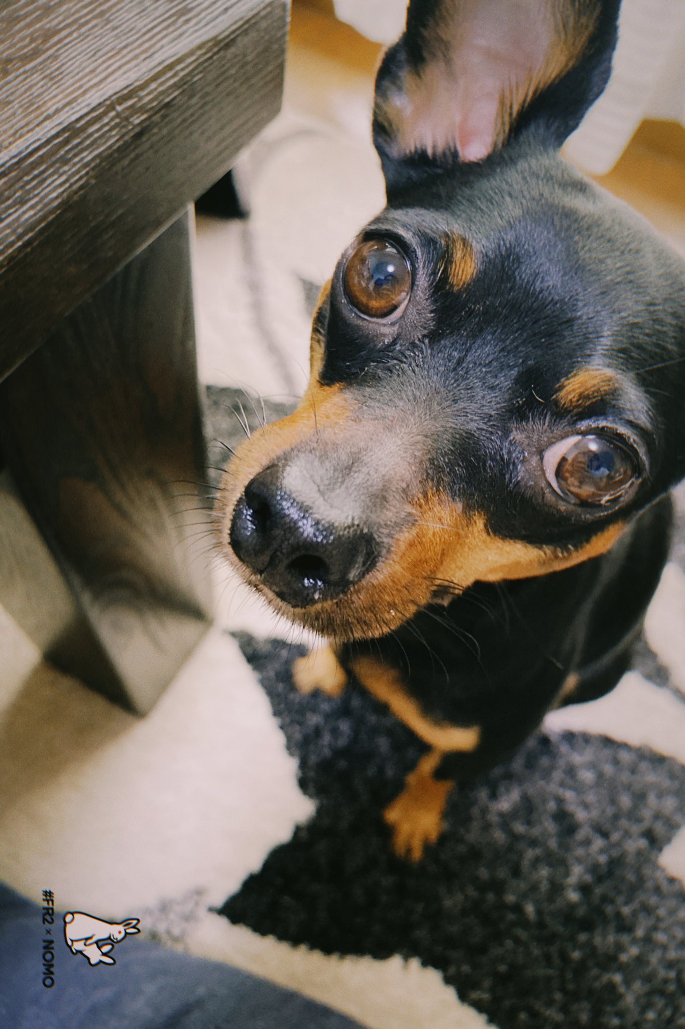 Suzu おはようございます 納豆を食べるために必死なすずです笑 Suzu ミニピン ミニチュアピンシャー ミニピンブラックタン 愛犬 可愛い ミニピン好きと仲良くなりたい 3歳 5月生まれ 女の子 Miniaturepinscher Film Film風 納豆 納豆 Suzu おはようございます 納豆を食べるために必死なすずです笑 Suzu ミニピン ミニチュアピンシャー ミニピンブラックタン 愛犬 可愛い ミニピン好きと仲良くなりたい 3歳 5月生まれ 女の子 Miniaturepinscher Film Film風 納豆 納豆