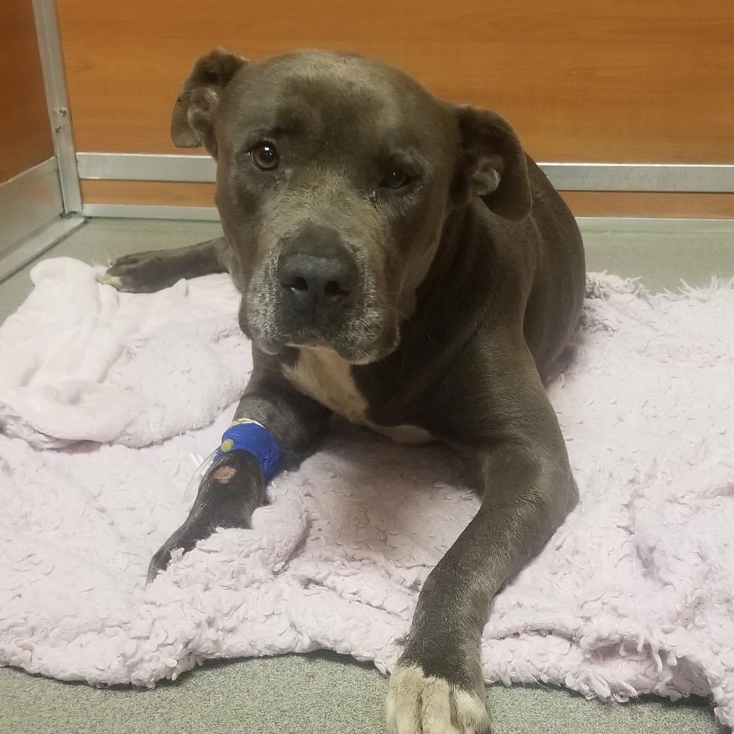 Can A Dog Die From Aspiration Pneumonia