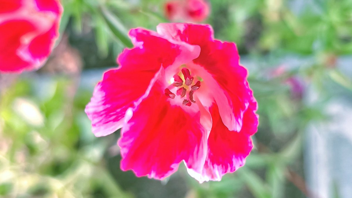 LovelyEarthS's tweet photo. The godetia is so pretty and the bees love it.
#GodetiaFlower #PollinatorFlower #BeeFlower #LovelyEarthSociety https://t.co/1JHjWnOPZT