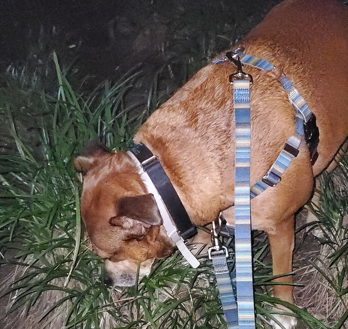 Anothet night pawtrol due to heat. I sniffed and sniffed for traces of zombs but only found pesky Kane toads. Rest easy neighbors. #zshq #dogsoftexas #texasheat