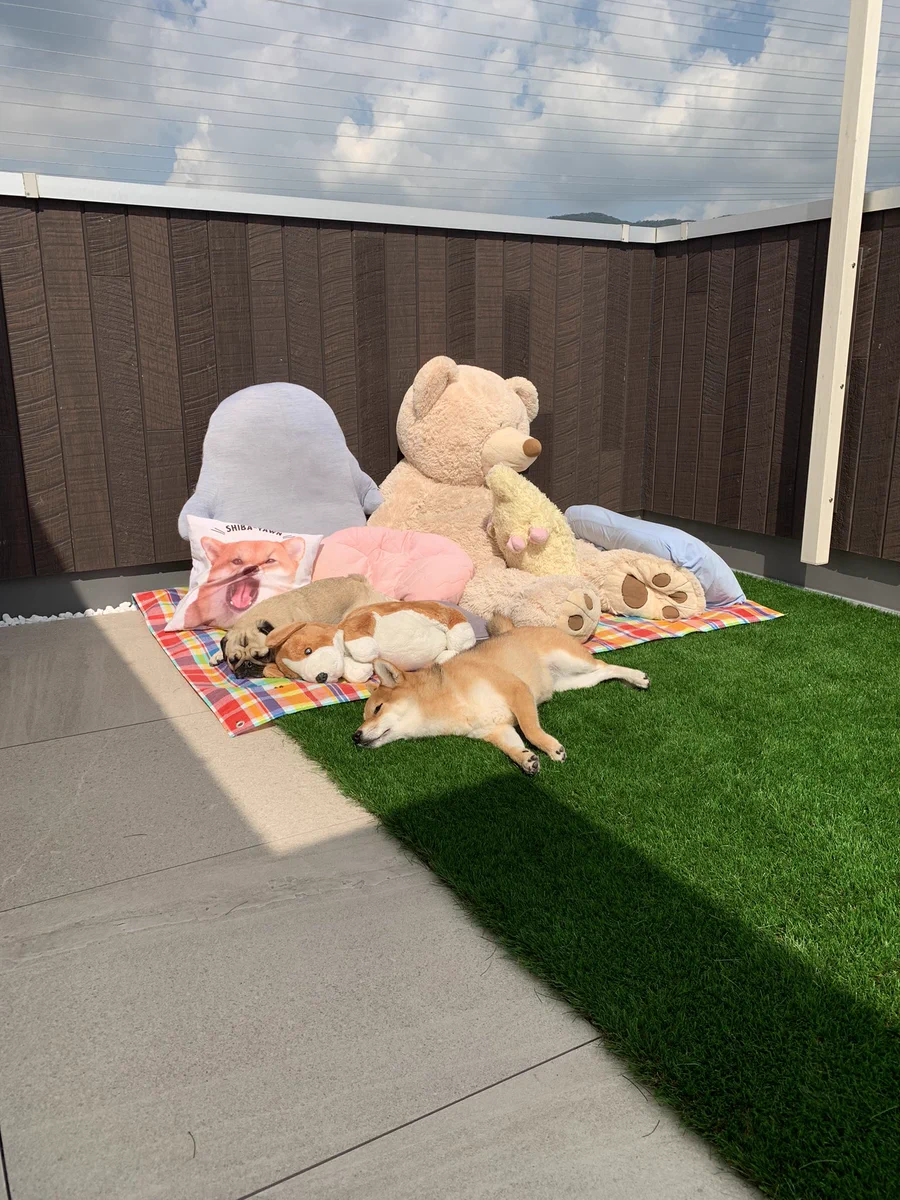 ぬいぐるみを天日干ししていると？犬たちがやってきたwww