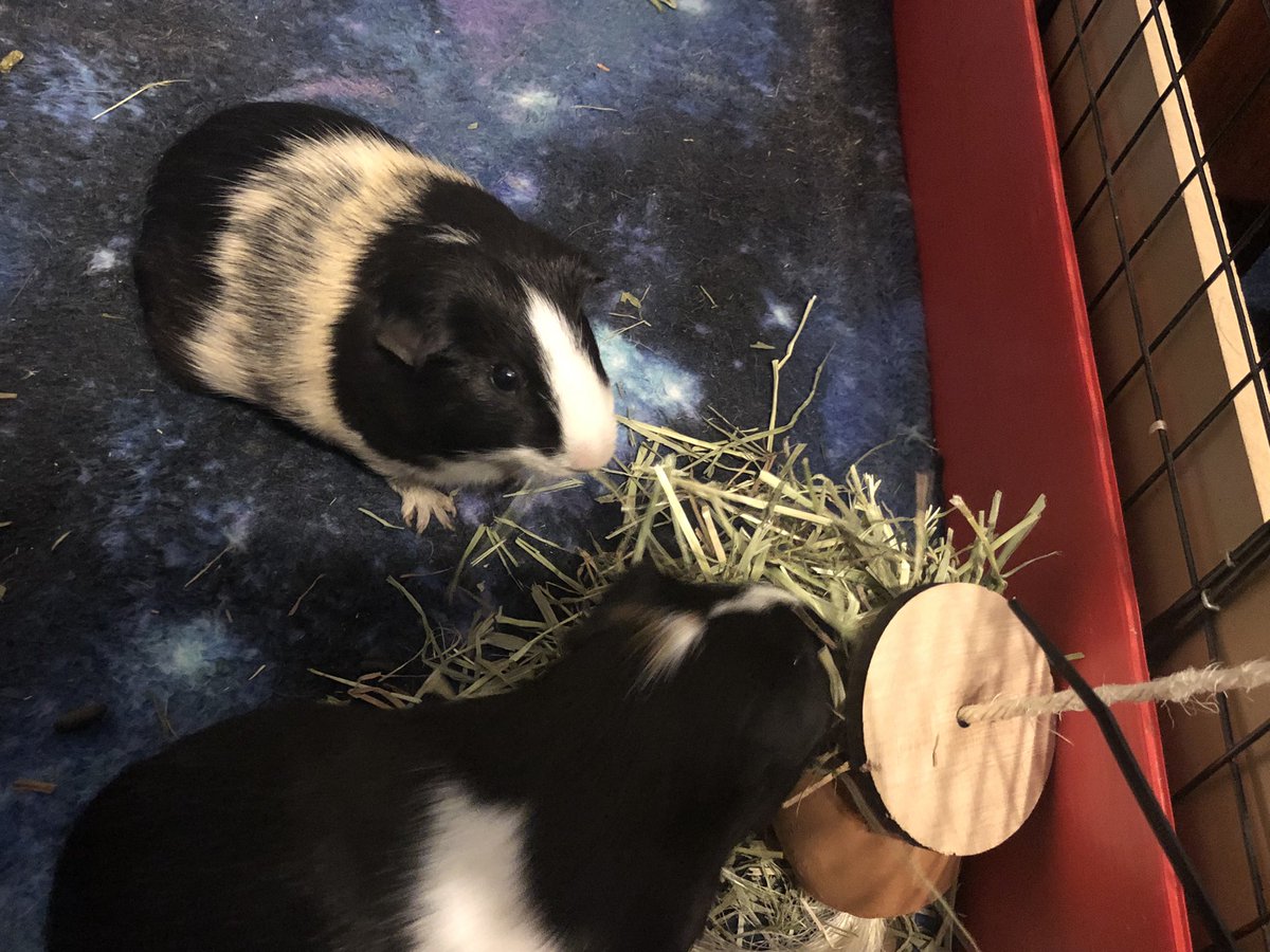 R3D3CORATE's tweet photo. guys look at my guinea pigs https://t.co/e5LmFriLmo