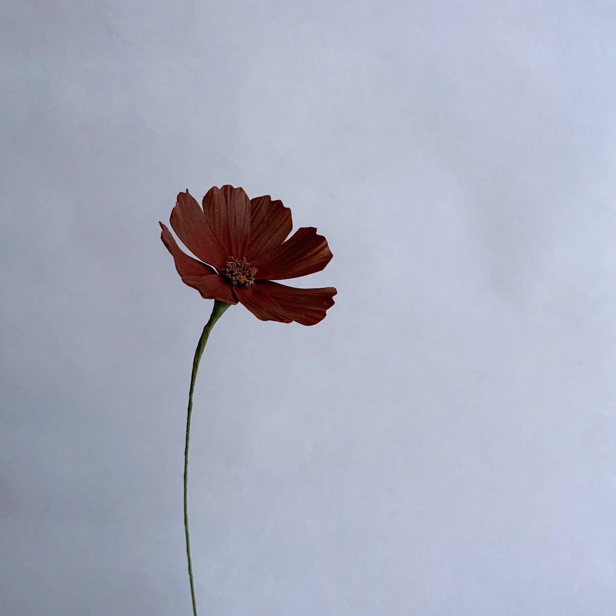 Rosepetal R Petal Twitter Rosepetal R Petal Twitter