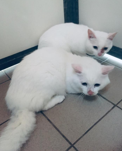 DelavegaPepita's tweet photo. TROUVES 2 chats blancs à BREST
18/08/21
Secteur: Bellevue
L'un a le poil plus angora, l'autre porte un collier. Ils ont été pris en charge par le service animalier de la ville de Brest.
Contact: Service "Animal & Ville" - Mairie de Brest - 02 98 00 80 80 https://t.co/w4sEGRcrpy