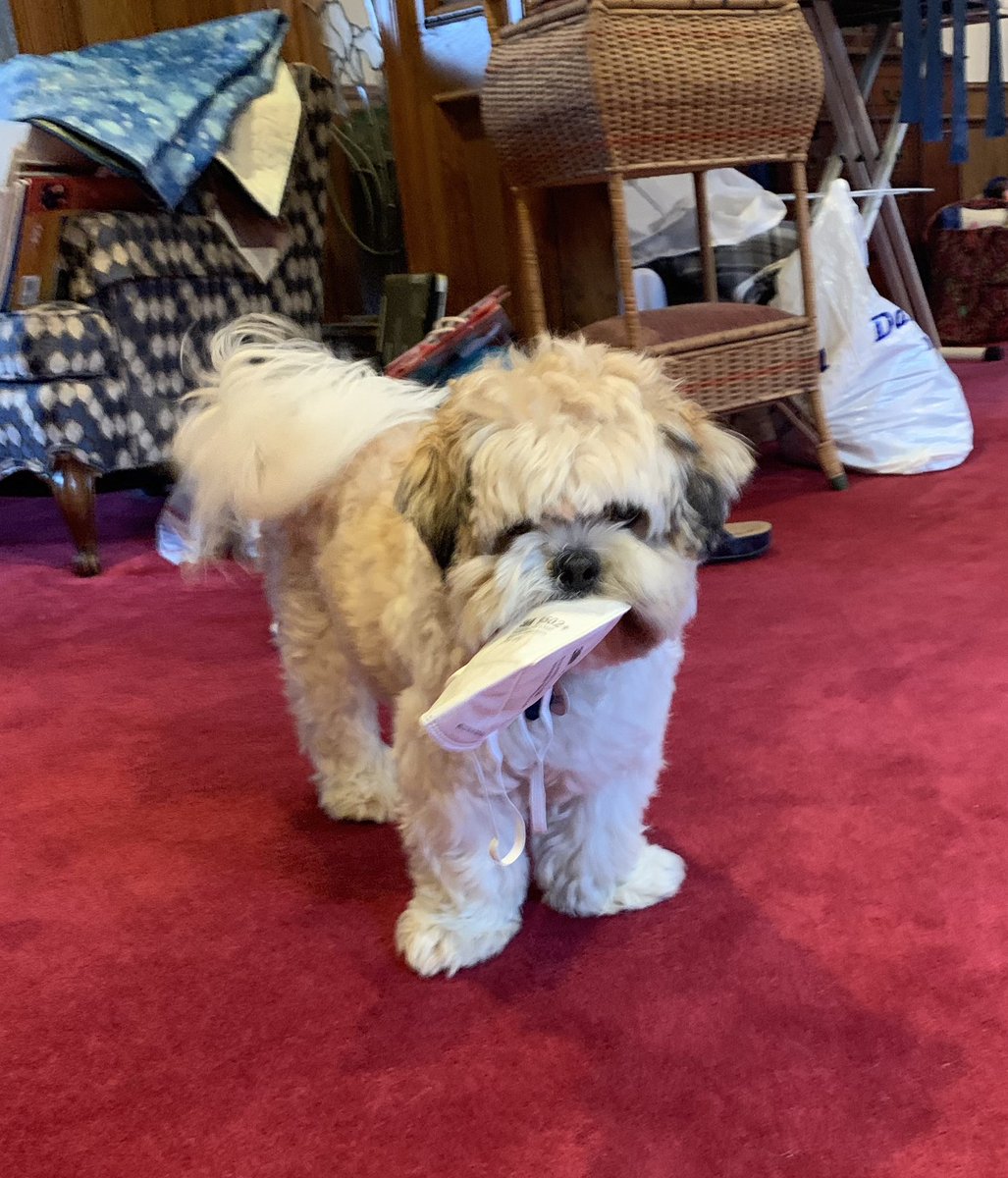 Just a liiiiittle bit naughty 👀🐶 #shihtzu #shihtzupuppy #dog #cute #cutedog #naughtydog #silly