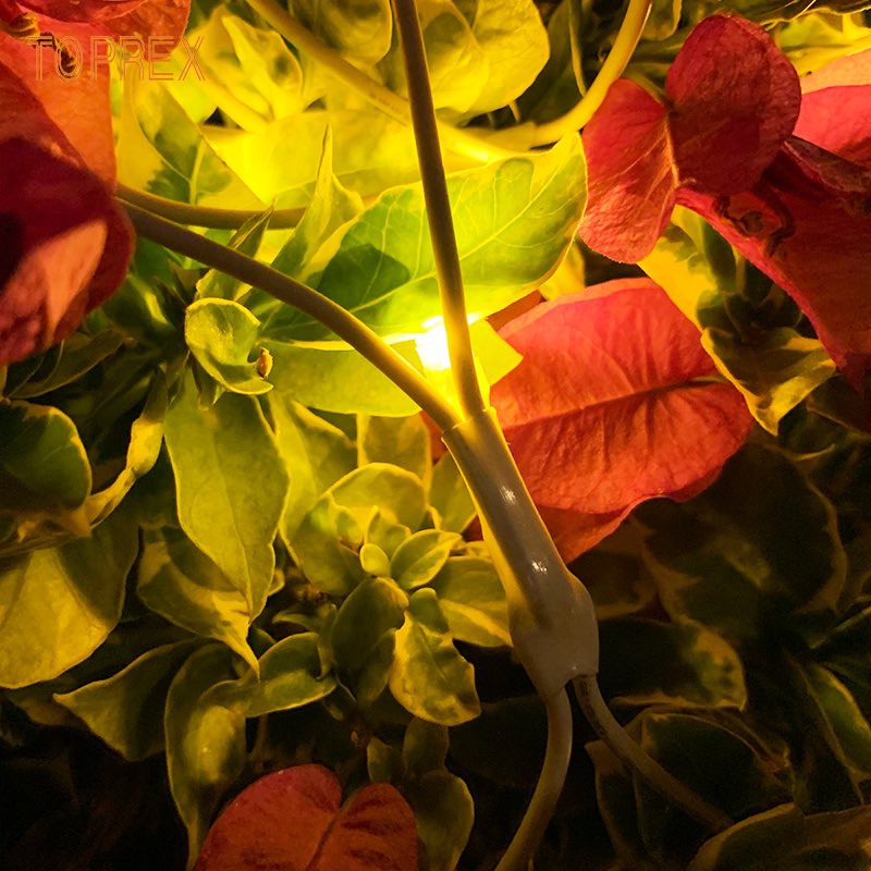 ShirleyToprex's tweet image. Like stars falling to the ground🌟🌟🌟
#stringlights  #netlight  #parterre  #park  #LED