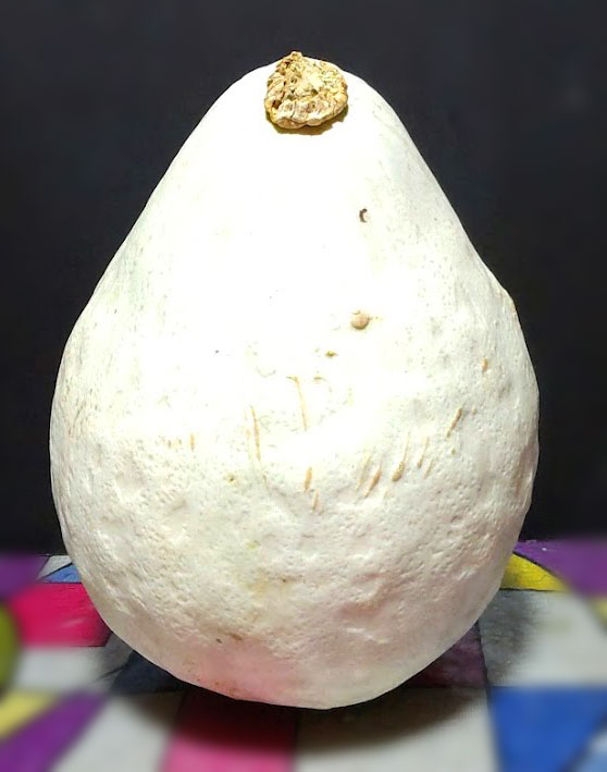 株式会社サインビクトリー 公式 明日8 31は 野菜の日 だそうです 普段ついつい野菜不足になりがちなのでもっと意識しないとですね 先日農家のおじちゃんにカボチャをいただきました 白い 切ったら薄い黄色 珍しい野菜が増えましたね