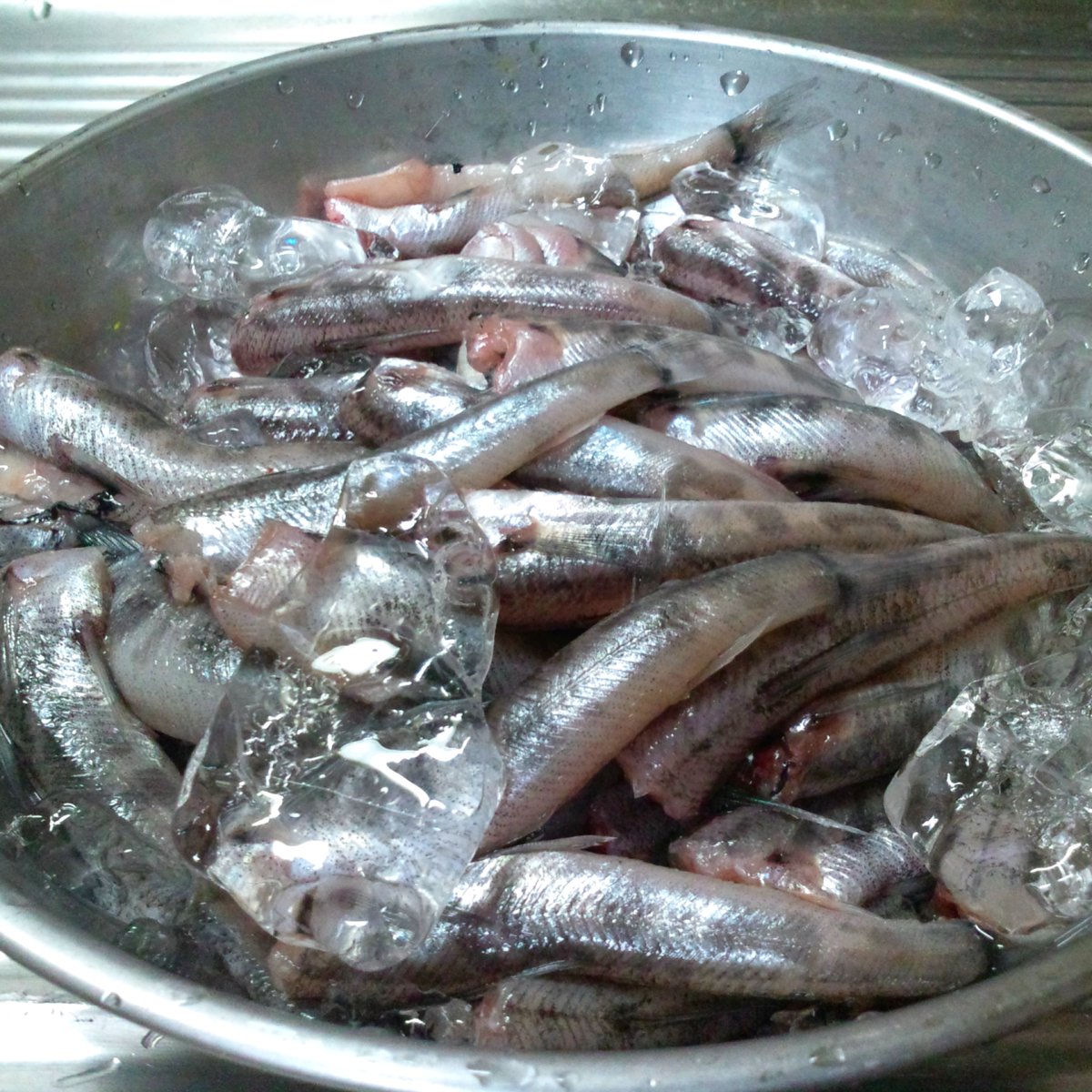 Rowan メヒカリの天ぷら 天ぷらの中では これが一番美味しい という話もあります 買いに行くときは クーラーボックスに凍らせた保冷剤やペットボトルを入れて持って行きましょう 丸勘 おうち丸勘 料理好きな人と繋がりたい 料理 天ぷら