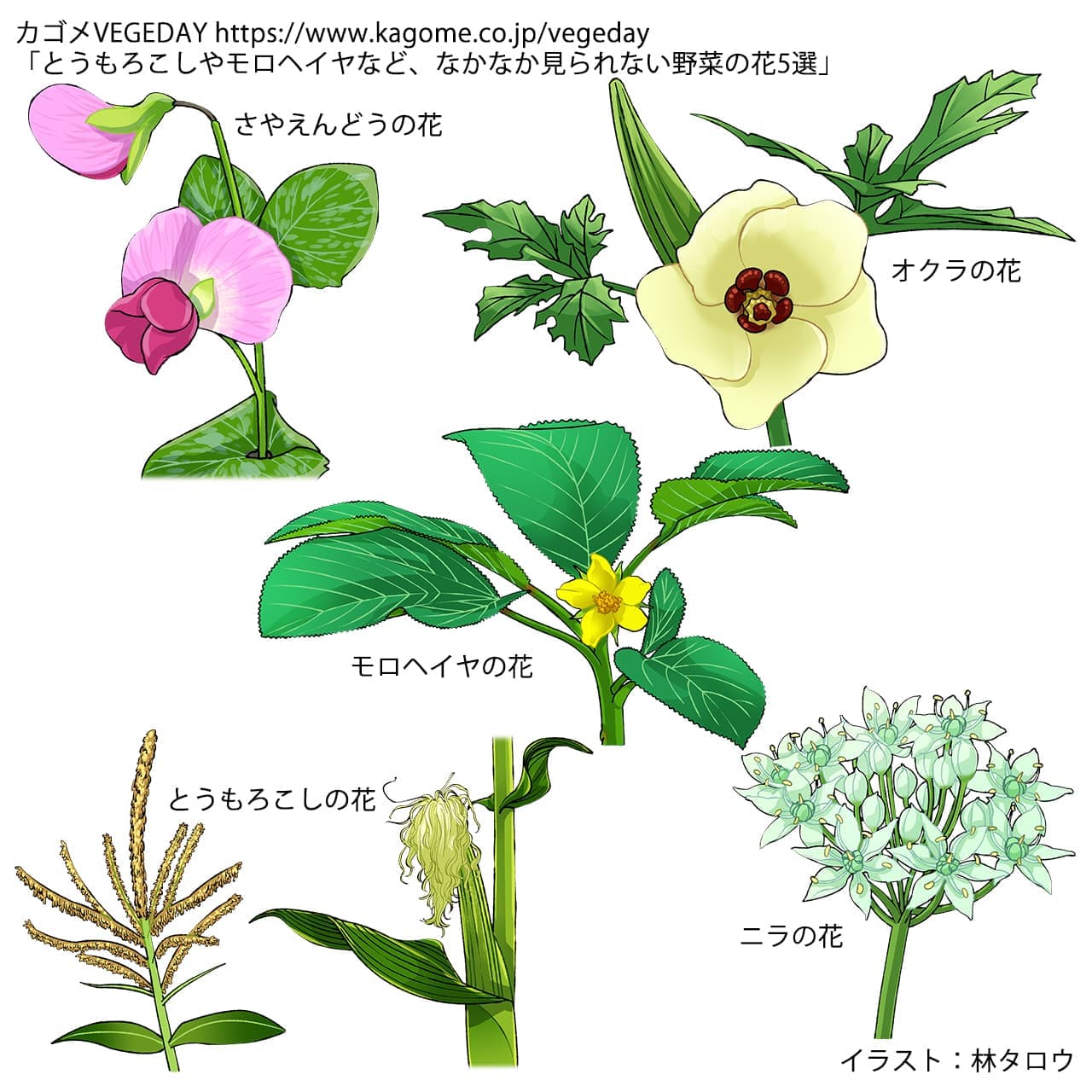 林タロウ フリーランスイラストレーター 仕事告知 カゴメ様運営野菜専門メディア Vegeday の8 25更新記事カット イラストです イラスト 野菜 カット 花 Clipstudiopaint 2dcg Digitalpainting Illustration Flower T Co Yufixpfg6r