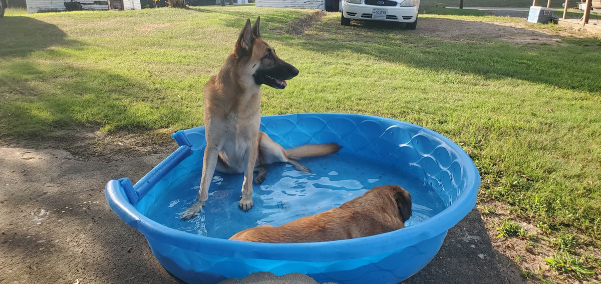 Old_Dom_Medic's tweet photo. Dogs enjoying a afternoon soak https://t.co/ebwbNHLGCq