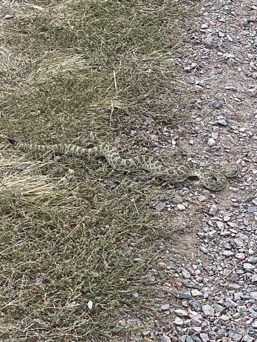 Whoa! Almost stepped on this guy on the trail. #Rattlesnake #colorado