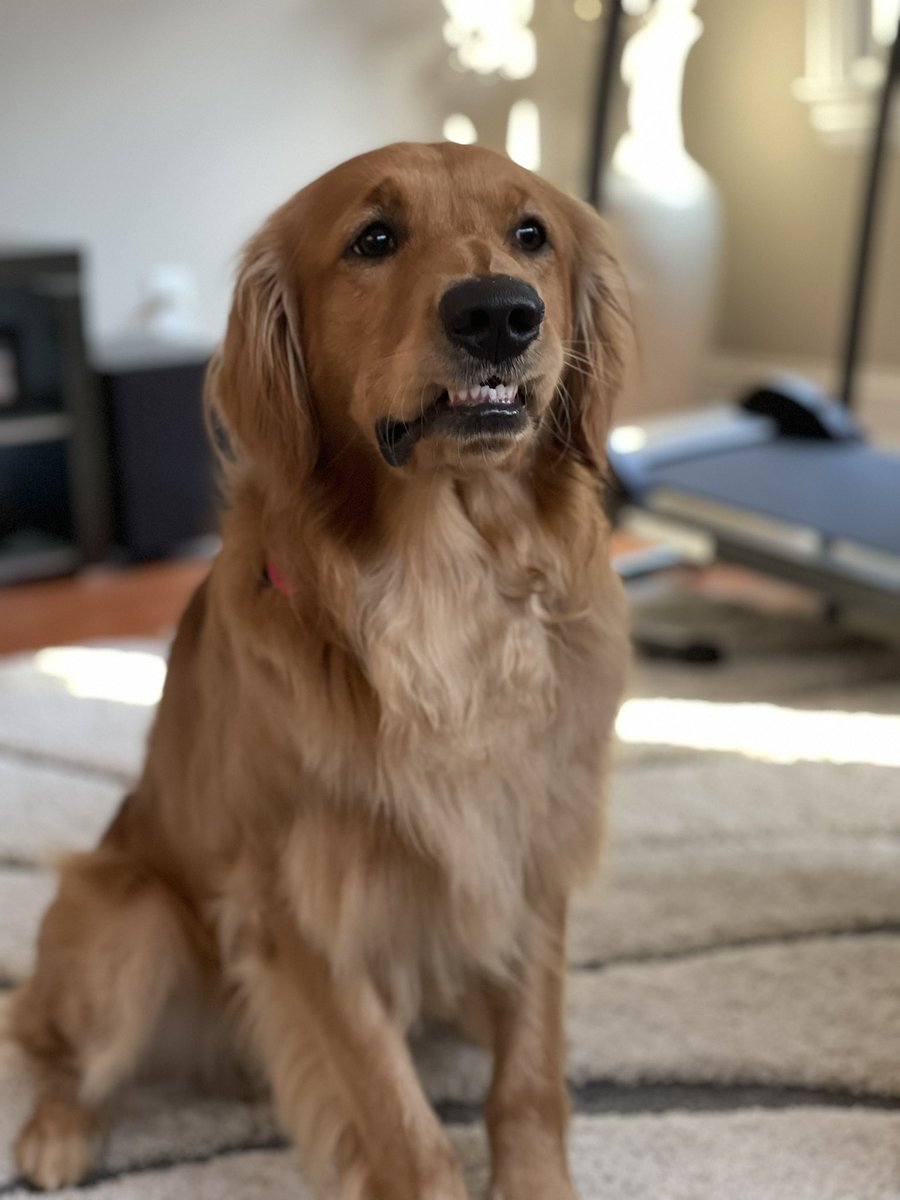 dadademiii's tweet photo. Everyone’s posting their engagement/wedding/baby shower photos and I’m just out here taking pictures of my dogs lip getting stuck on his teeth https://t.co/ZmBZ2ukdYh