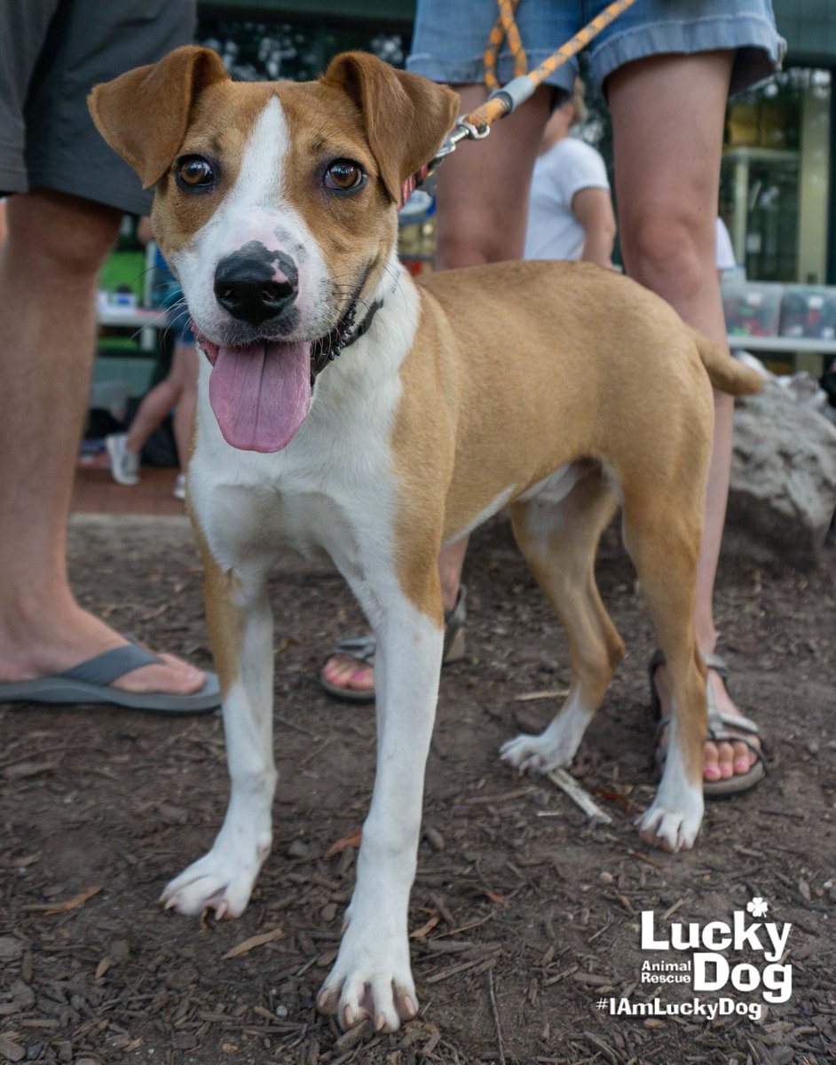 DCLuckyDog's tweet photo. Our evacuees have made it to the DMV area safe and sound. Tonight, they will each enjoy the comfort of their foster homes. Thank you to our volunteers, fosters, staff, and donors who stepped up to make a life-saving transport like this one happen. https://t.co/ipcav0gGoV