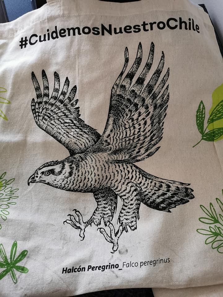 Cemunoz4's tweet photo. Pésimo @TottusChile con bolsitas q usan la frase #cuidemosnuestrochile, con un gorrion (ave exótica en Chile), y el supuesto halcón peregrino q es  un azor (europeo). No podían pagarle a uno de los cientos de ilustradores de fauna chilenos q hay!? https://t.co/hrTutPcTAb