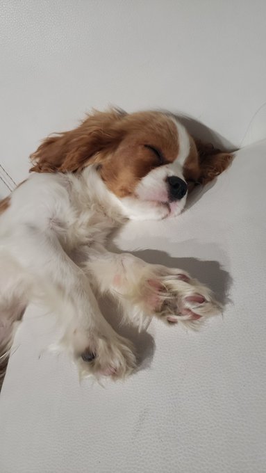 Happiness is a surprise puppy on set! Courtesy of @LuvEvelynClaire  #Puddles #KingCavalier #omgthisface<a href="/tag/puddles"class="tags"><span>#puddles</span></a><a href="/tag/kingcavalier"class="tags"><span>#kingcavalier</span></a><a href="/tag/omgthisface"class="tags"><span>#omgthisface</span></a>