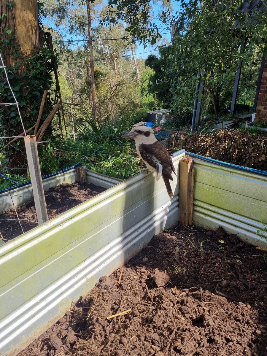 First day of annual leave and setting up the veg patch. Someone is poaching the worms.