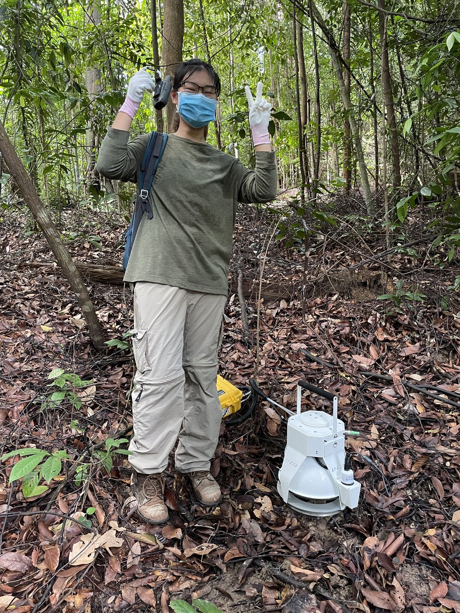 Team Underground (@tropikel_ecolab) on Twitter photo Welcoming our new PhD student, Chung-Wing, to SG and to the lab 🥳 here she is helping out with soil respiration measurements! Welcoming our new PhD student, Chung-Wing, to SG and to the lab 🥳 here she is helping out with soil respiration measurements!