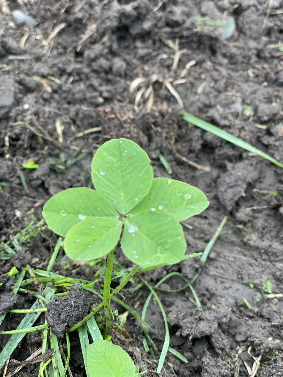 五つ葉のクローバー Twitter Search