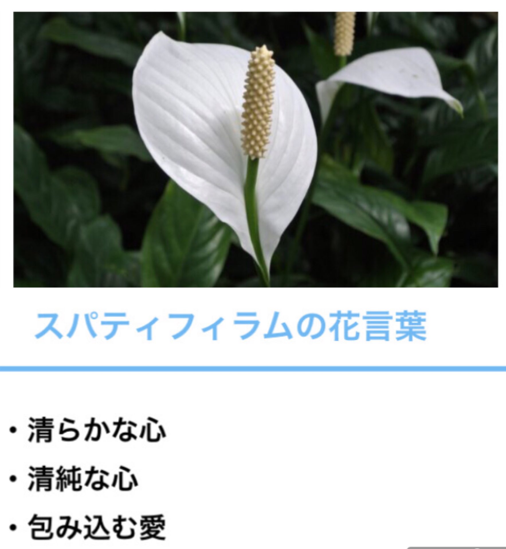 さちらい 潤くん H A P P Y B I R T H D A Y 8月30日の誕生花はスパティフィラム ﾟ 花言葉は潤くんそのものって感じだね ﾟ ﾟ T Co Qfihmkw57e Twitter