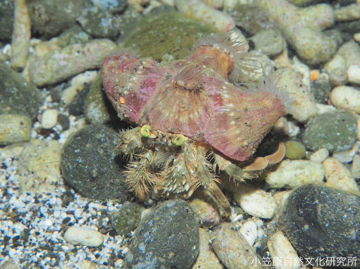 小笠原自然文化研究所 宿貝にイソギンチャクを付ける習性をもつカブトヤドカリ 昭和を感じる渋い色味です