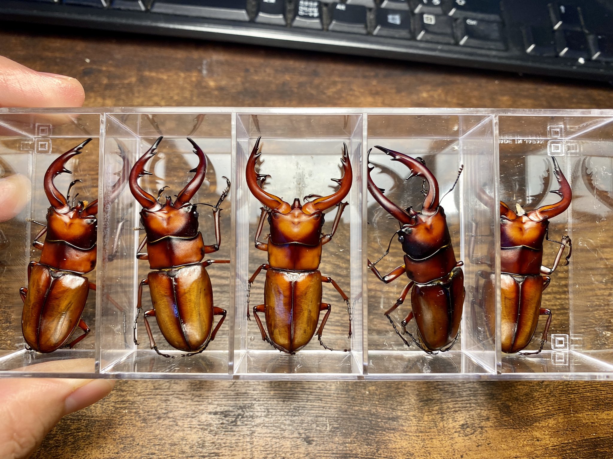 ◆OAKS　トカラノコギリ　中之島産　ペア◆ ◇OAKS トカラノコギリ 中之島産 ペア◇