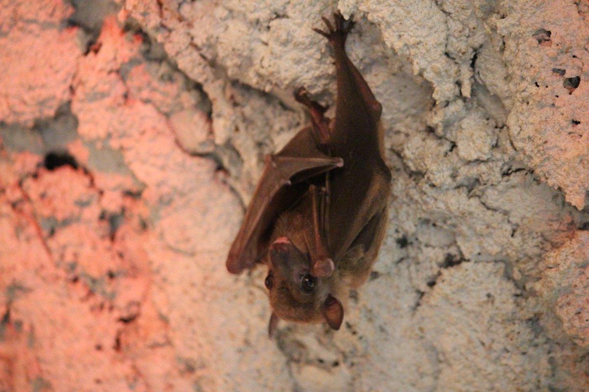 ルーセットオオコウモリ Twitter Search