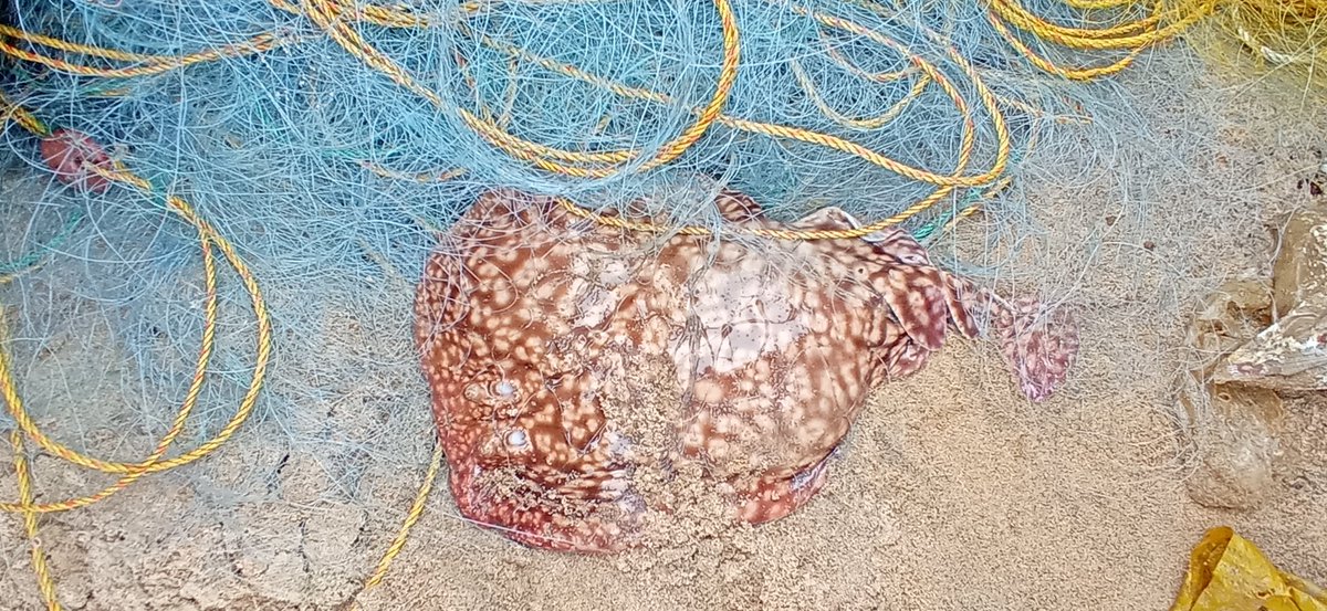 AmitKumar_ak14's tweet photo. Some catch and bycatch during our weekly landing survey.. Many endangered and vulnerable species @Prakash_caridea.. #marinelife #fishlanding #Chennai #marinediversity https://t.co/HllSXDtxH7