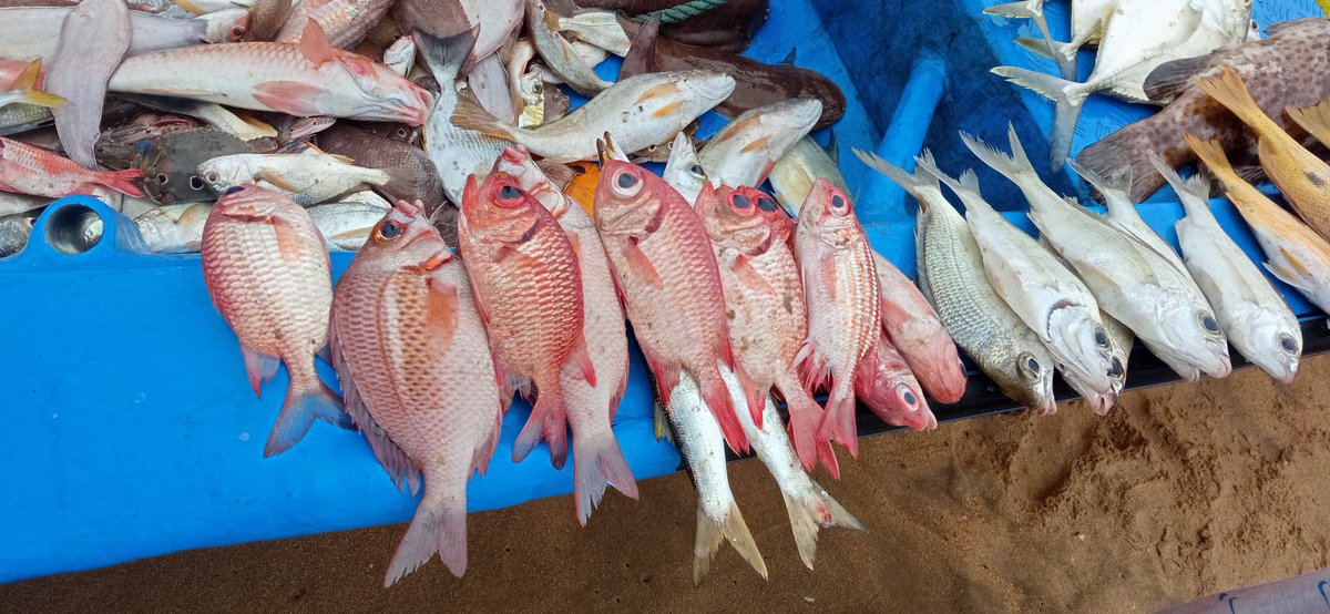 AmitKumar_ak14's tweet photo. Some catch and bycatch during our weekly landing survey.. Many endangered and vulnerable species @Prakash_caridea.. #marinelife #fishlanding #Chennai #marinediversity https://t.co/HllSXDtxH7