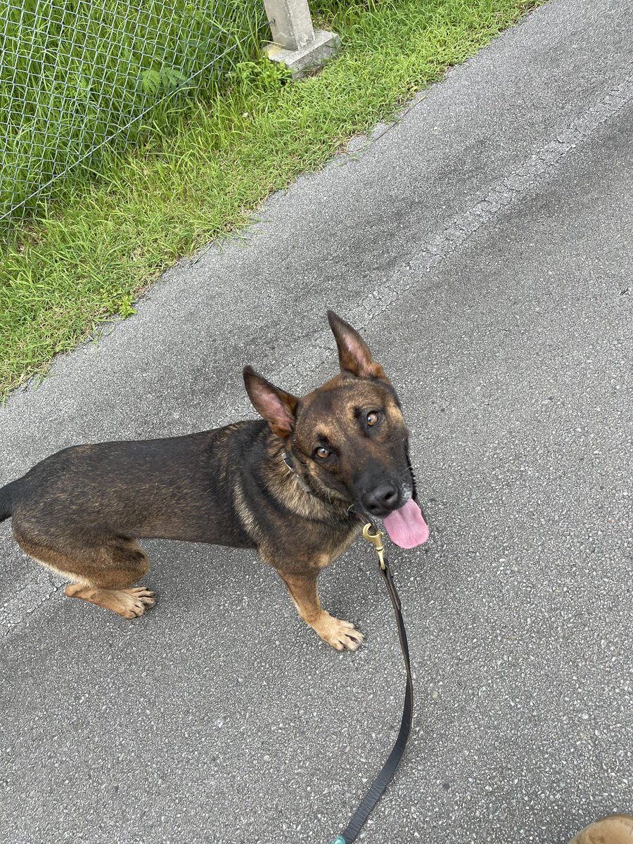 Meet MWD Beno he’s a 4 year old Belgian Mal and a big ol sweet heart