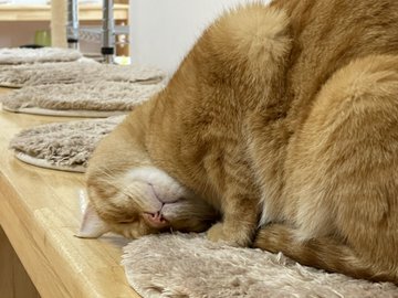 喵星人擠成 臉仍照睡不誤網友笑 表情很漫畫 動物星球 生活 聯合新聞網