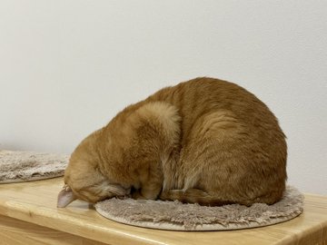 喵星人擠成 臉仍照睡不誤網友笑 表情很漫畫 動物星球 生活 聯合新聞網