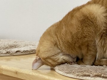 喵星人擠成 臉仍照睡不誤網友笑 表情很漫畫 動物星球 生活 聯合新聞網