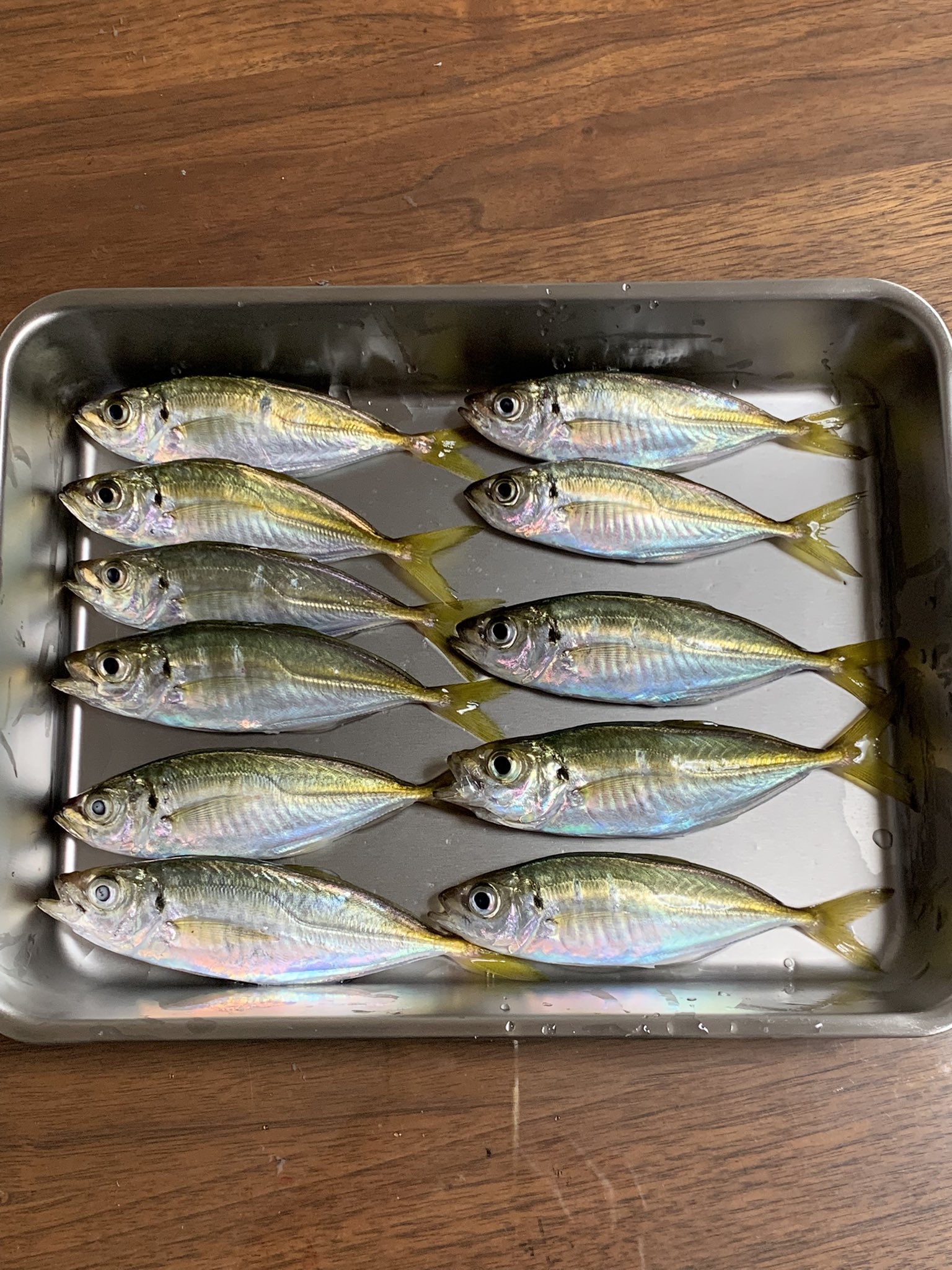 Angler Kuni 一時間ほどでつ抜け達成 小さいけど まだ釣れそうだったけどおかずが確保できたので終了 岡山アジング アジング Dfr511 ルビアス T Co 41uh8lj02t Twitter