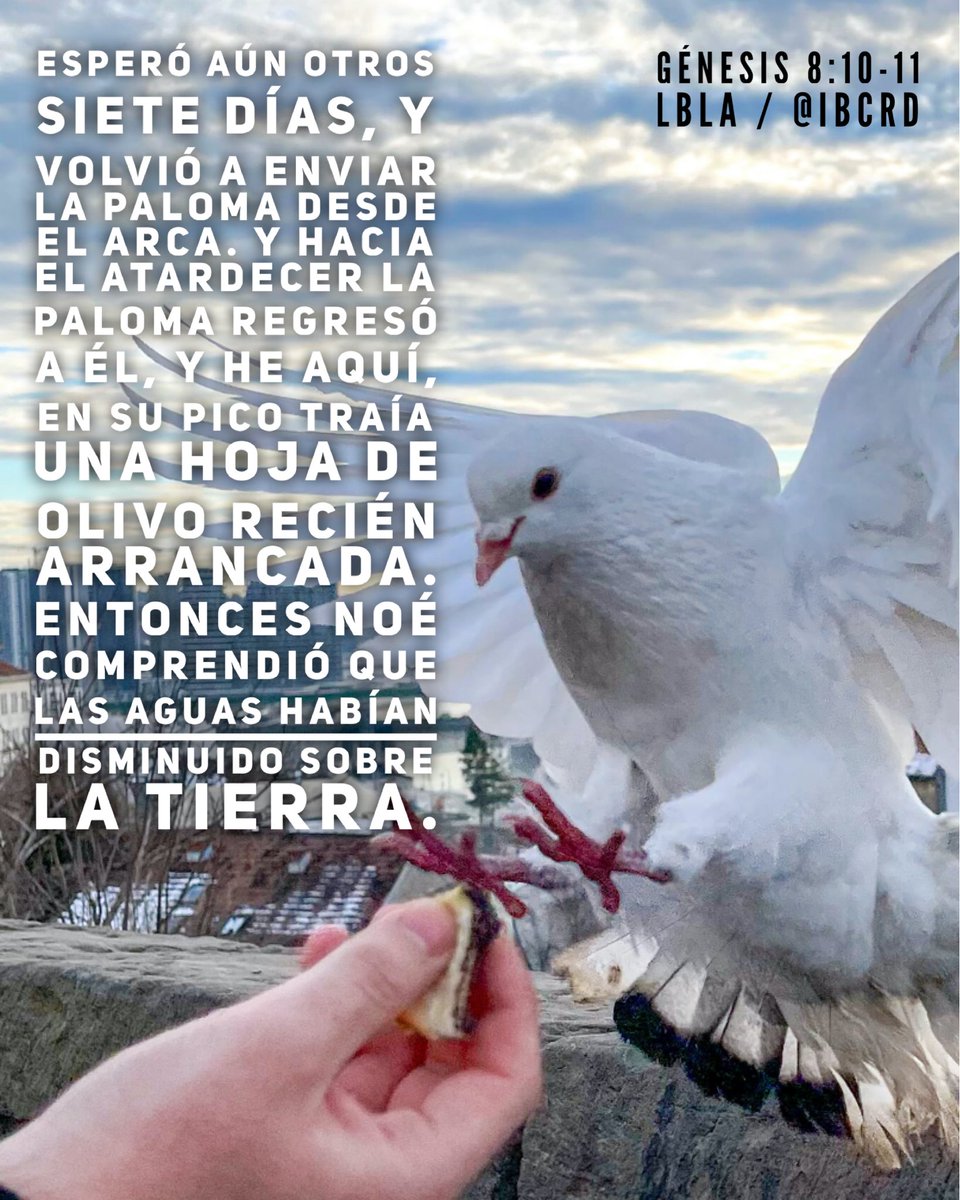 IBCRD's tweet photo. Génesis 8:10-11 #LBLA #MASDETIenmi #Versículo #Biblia #Dios https://t.co/AtfEZLsnEh