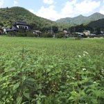 茨城県 袋田温泉 思い出浪漫館のツイート画像