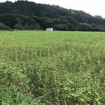 茨城県 袋田温泉 思い出浪漫館のツイート画像