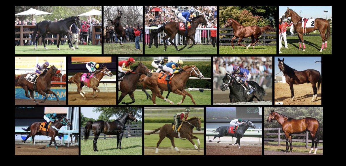 ب لغة الارقام ومن باب المشاركة للمهتمين باحصائيات الفحول المتواجدة بالمملكة العربية السعودية 🇸🇦 

اضع لكم قائمة للفحول ونسبة الأبناء الفائزون من عدد المشاركين