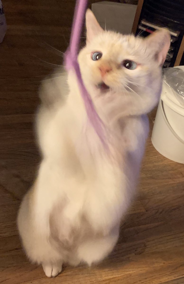 lovecoreandy's tweet image. me and Joel’s cat!! v handsome boi!! also Joel& I confirmed officially we’re cousins today LOLLLL 🐱
#bugass
@Poltergust234