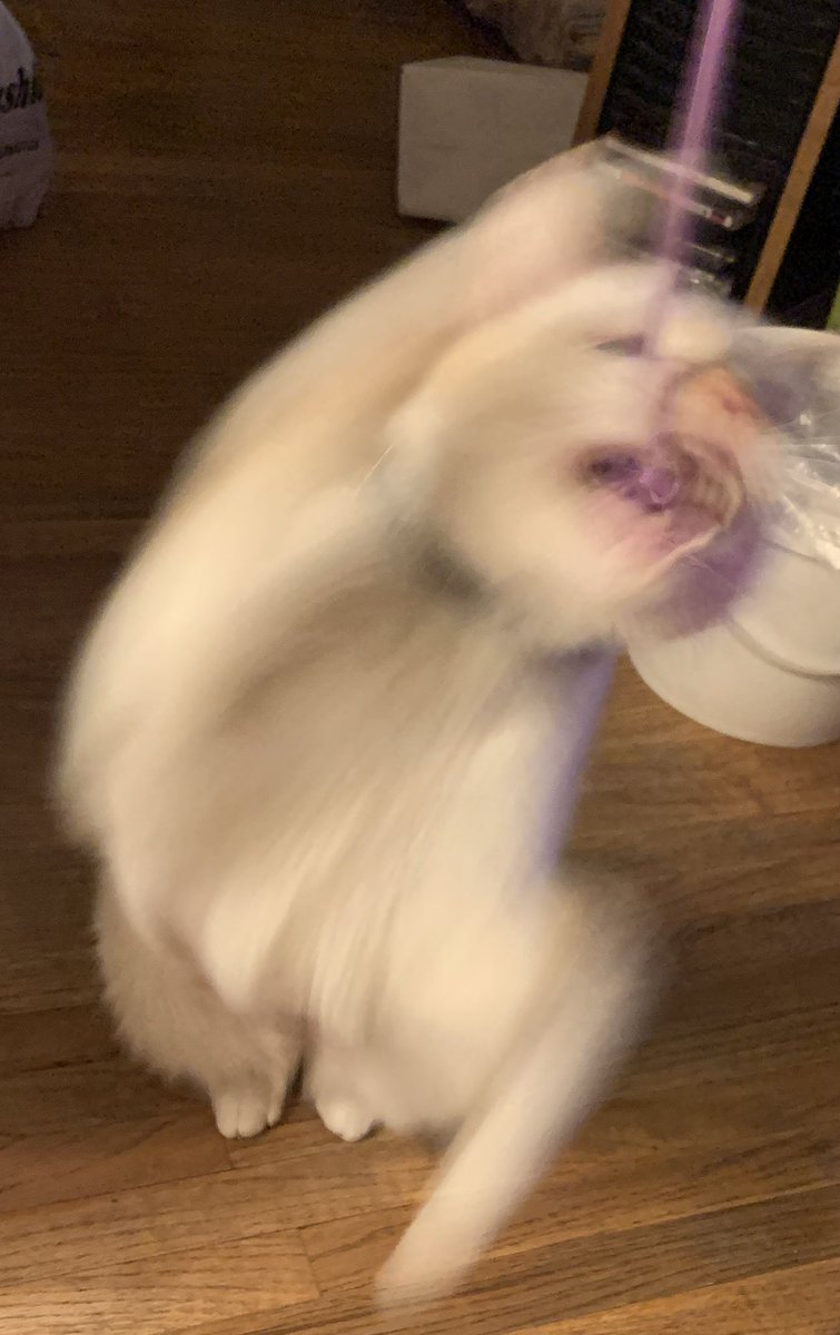 lovecoreandy's tweet image. me and Joel’s cat!! v handsome boi!! also Joel& I confirmed officially we’re cousins today LOLLLL 🐱
#bugass
@Poltergust234