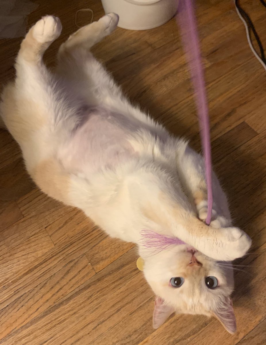 lovecoreandy's tweet image. me and Joel’s cat!! v handsome boi!! also Joel& I confirmed officially we’re cousins today LOLLLL 🐱
#bugass
@Poltergust234
