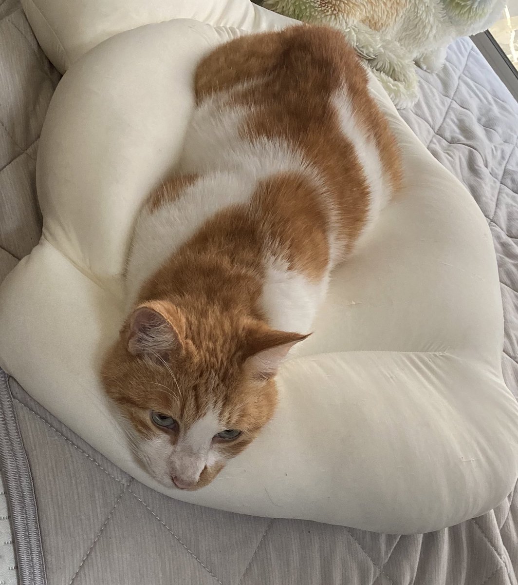 要 猫歴7年目 Shimarepo Twitter 要 猫歴7年目 Shimarepo Twitter