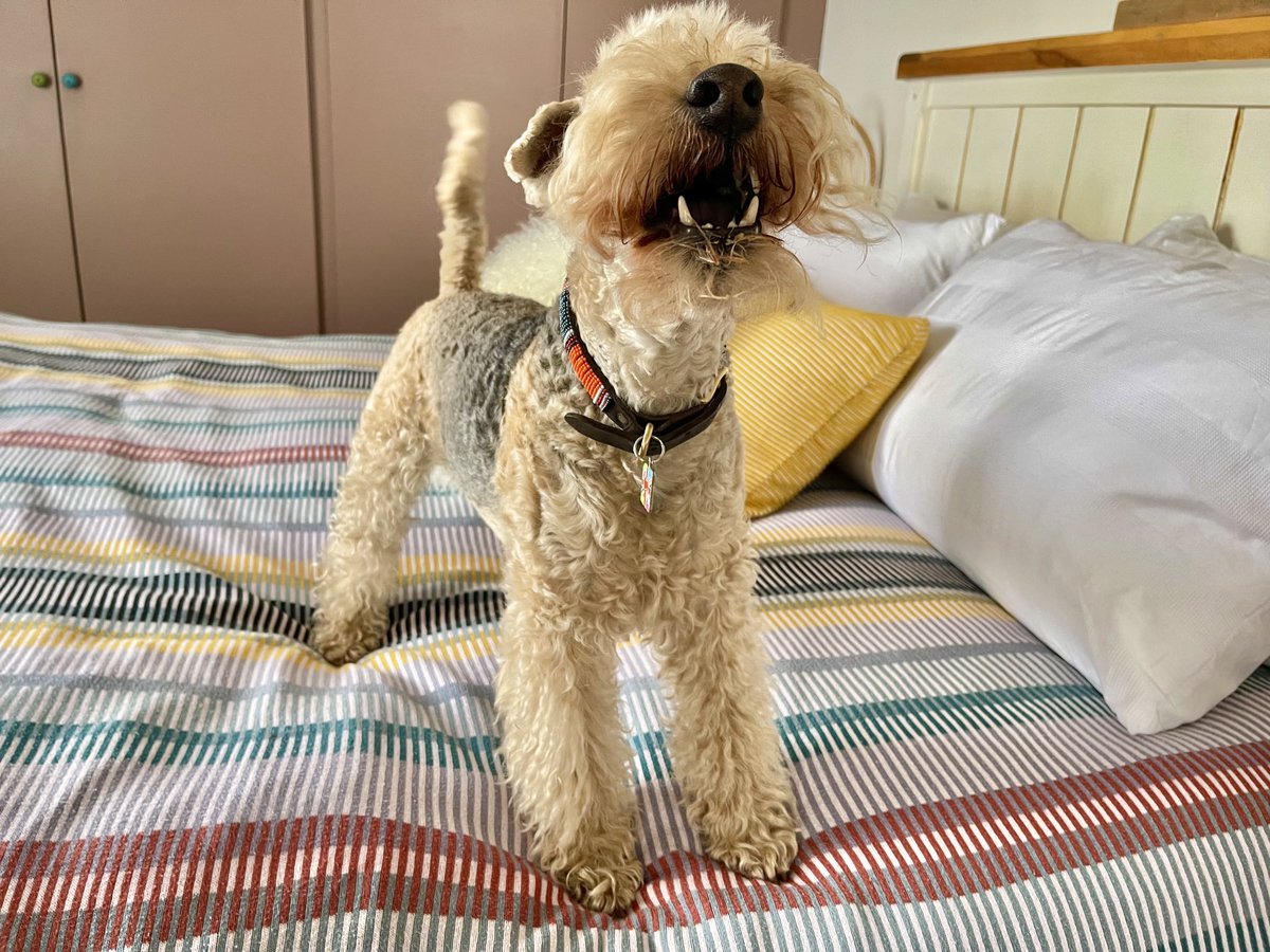 Good morning I shout to you all ❤️