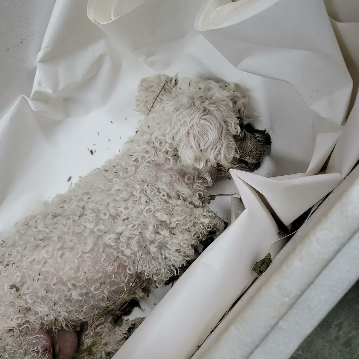 Ez6ukVuOtkuWBju's tweet photo. 제발 도와주세요.. #시흥시 밍이 납치 살해 사건 엄벌탄원서 많은 참여 부탁드립니다🙏
밍이의 마지막 모습입니다 
미안하다는 말도, 사랑한다는 말조차도 전하지 못하게 만들었습니다
https://t.co/8u2LLjFowr https://t.co/OWmvrPbZRF