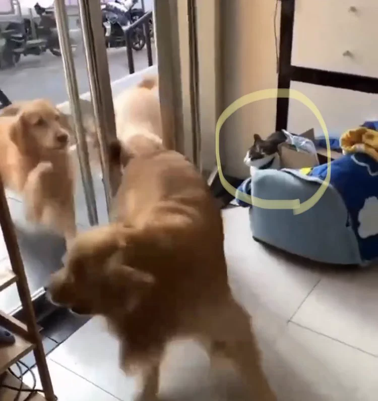 @tyomateee2 微動だにしない…ぬこ「、、、」 