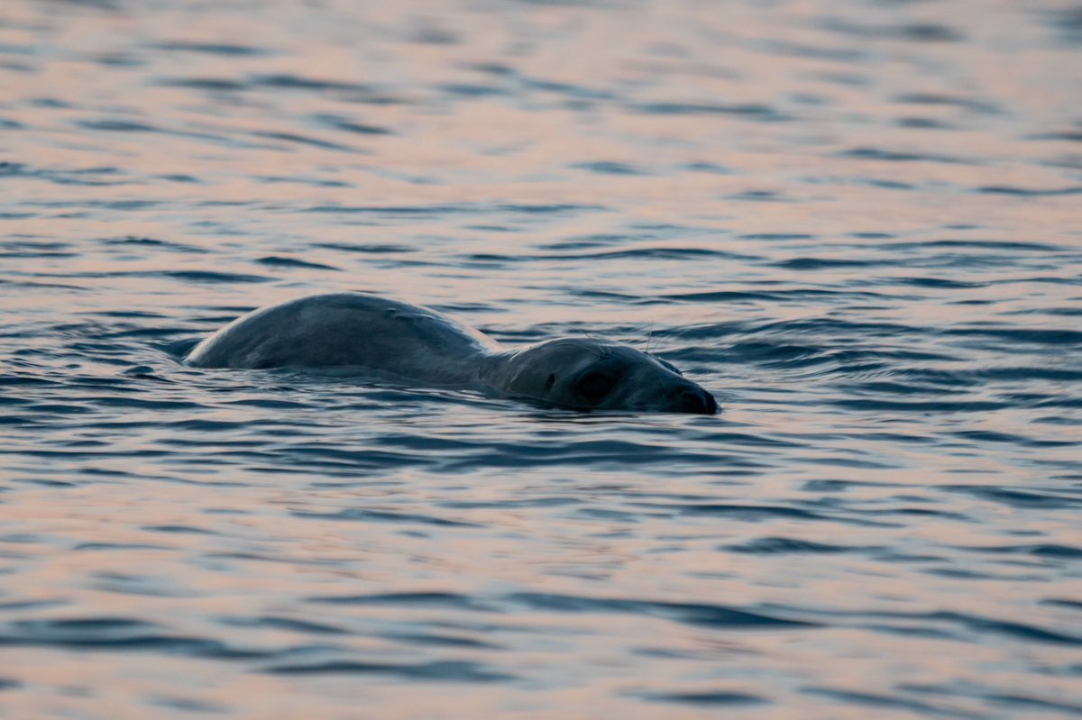 Bloody Otters…