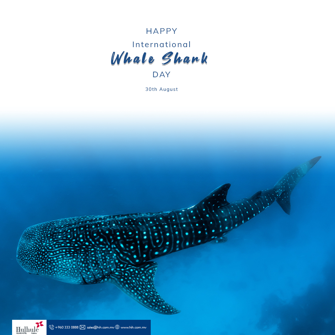 Happy International Whale Shark Day

#WhaleShark #Day Airporthotel #Hulhuleislandhotel #hihmaldives #Maldives