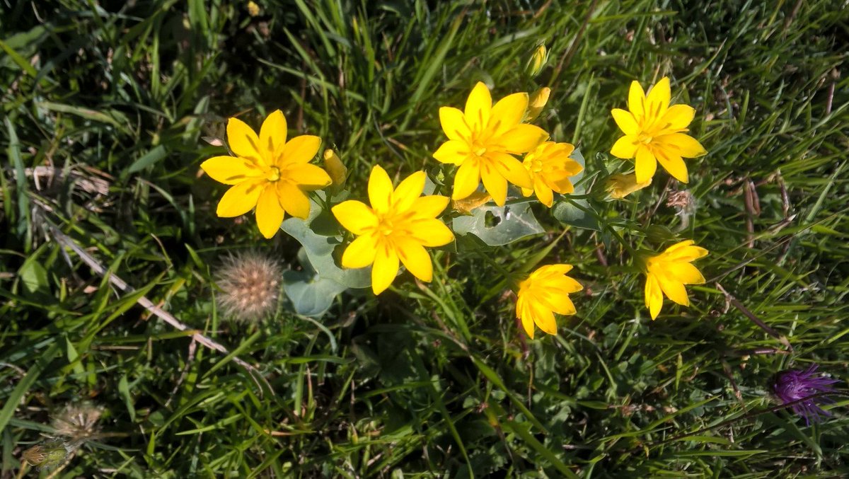 PurbeckWild's tweet photo. Yellow-wort, another member of the gentian family, which only opens its flowers on sunny Bank Holiday weekends.
#365dayswild #wildflowerhour #yellowwort #britishwildflowers #gentians https://t.co/MwMK57WAZu