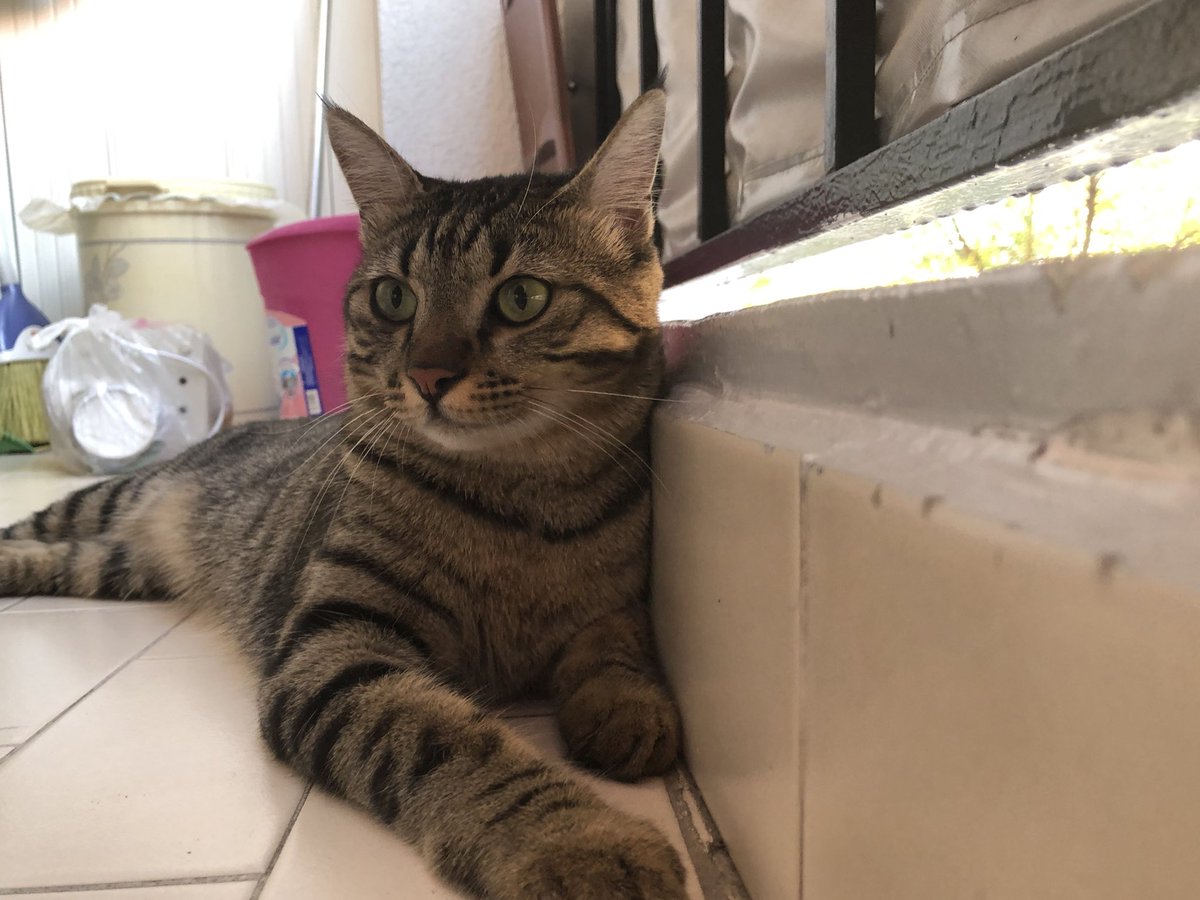 nedem bu kadr güzelim kediyim die mi acba