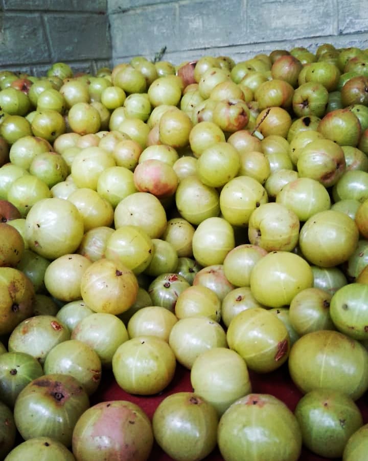 gramasevasangha's tweet image. #SupportFarmer
ಸ್ನೇಹಿತರಲ್ಲಿ ವಿನಂತಿ,
ಬೇಡಿಕೆಯಂತೆ ಬೆಟ್ಟದ ನೆಲ್ಲಿಕಾಯಿ #HillGooseberry ಬಿಡಿಸಿ ಸರಬರಾಜು ಮಾಡಲು ಪ್ರಯತ್ನಿಸಿ ಕಾರಣಾಂತರದಿಂದ ವಿಫಲರಾಗಿದ್ದಾರೆ ಪ್ರದೀಪ್ ರವರು.
Support Gubbi farmer to sell his harvested Hill Gooseberry. Contact Pradeep at 9901357556 
1/4