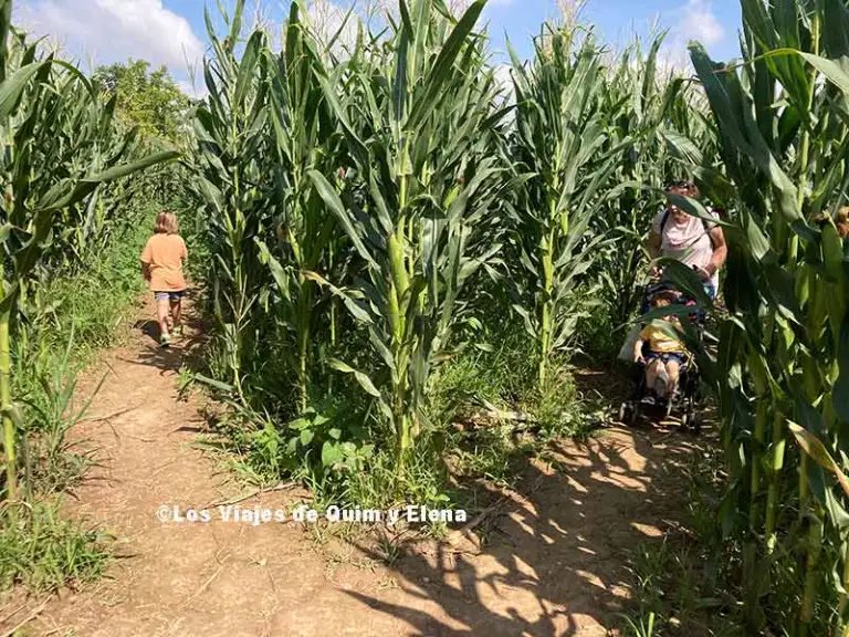 viajesquimelena's tweet photo. ¡Nuevo post! 🆕 ¿Quieres perderte en un laberinto? En Lleida hay uno de 3 hectáreas aprovechando un campo de maíz, ¿te atreves? 🌽 https://t.co/FdrFuRC368 https://t.co/ssp6m0S4aD